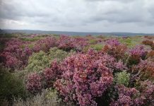 Μελισσοκόμος και όχι μελισσοτρόφος