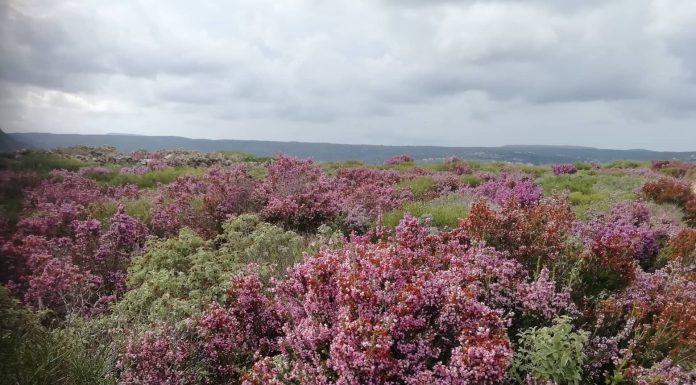 Μετά τη βροχή το ρείκι στα καλύτερά του. Πανέμορφο και μοσχοβολάει