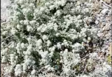 Ανταναΐδα. Άλλο ένα σπουδαίο αρωματικό, φαρμακευτικό και φυσικά μελισσοκομικό φυτό των Κυθήρων