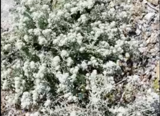 Ανταναΐδα. Άλλο ένα σπουδαίο αρωματικό, φαρμακευτικό και φυσικά μελισσοκομικό φυτό των Κυθήρων