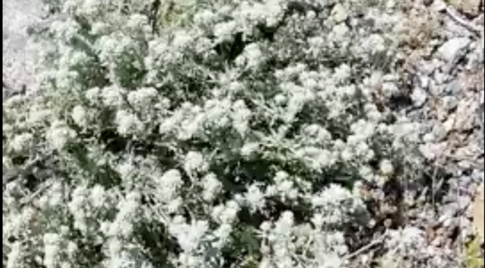 Ανταναΐδα. Άλλο ένα σπουδαίο αρωματικό, φαρμακευτικό και φυσικά μελισσοκομικό φυτό των Κυθήρων