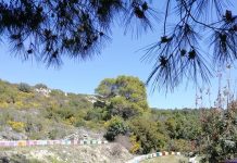 Οι μέλισσες μας διδάσκουν οργάνωση, εργατικότητα και πειθαρχία