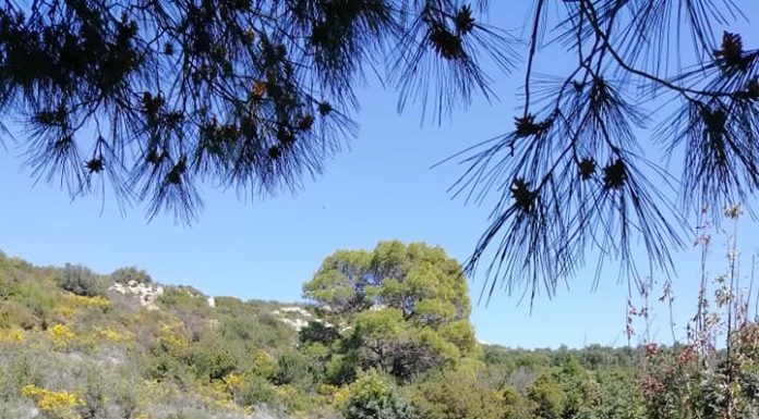 Οι μέλισσες μας διδάσκουν οργάνωση, εργατικότητα και πειθαρχία