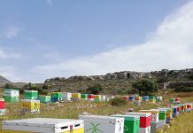 Οι παγίδες για τη γύρη στην θέση τους