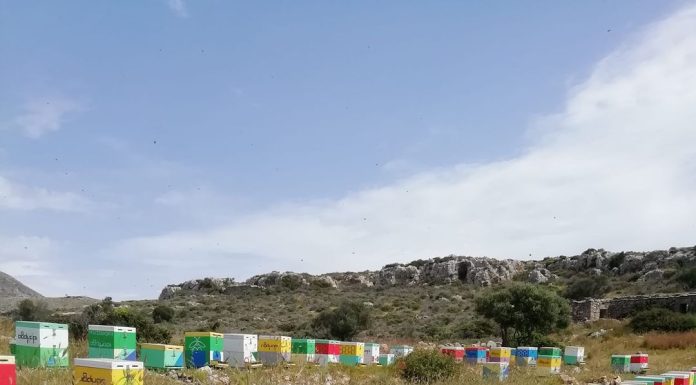 Οι παγίδες για τη γύρη στην θέση τους