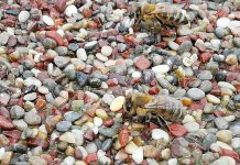 Το νερό στην κυψέλη