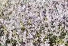 ΘΡΟΥΜΠΙ. (Νεράθρυμπη για τα Κύθηρα). Αρχίζουν τα βουνά να μοσχοβολάνε