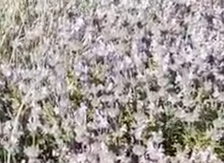 ΘΡΟΥΜΠΙ. (Νεράθρυμπη για τα Κύθηρα). Αρχίζουν τα βουνά να μοσχοβολάνε