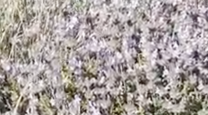 ΘΡΟΥΜΠΙ. (Νεράθρυμπη για τα Κύθηρα). Αρχίζουν τα βουνά να μοσχοβολάνε