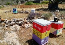 Από το θυμάρι στην κυψέλη!