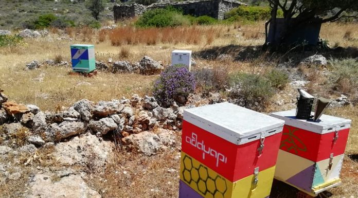 Από το θυμάρι στην κυψέλη!