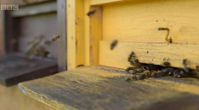 Το βουητό από τις μέλισσες, το καλύτερο αγχολυτικό για τους Σλοβένους
