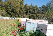 Οι κόκκινες ανεμώνες και ο μύθος