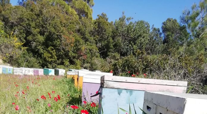 Οι κόκκινες ανεμώνες και ο μύθος