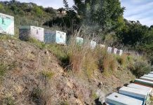 Τελευταίες ώρες πριν την κακοκαιρία. Μια γρήγορη επιθεώρηση με λιακάδα επιβάλλεται! 🐝🐝