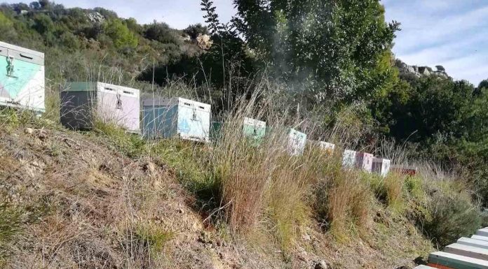 Τελευταίες ώρες πριν την κακοκαιρία. Μια γρήγορη επιθεώρηση με λιακάδα επιβάλλεται! 🐝🐝