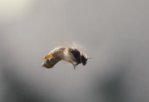 Γιατί αποκαλούμε κάποιους ανθρώπους “κηφήνες”