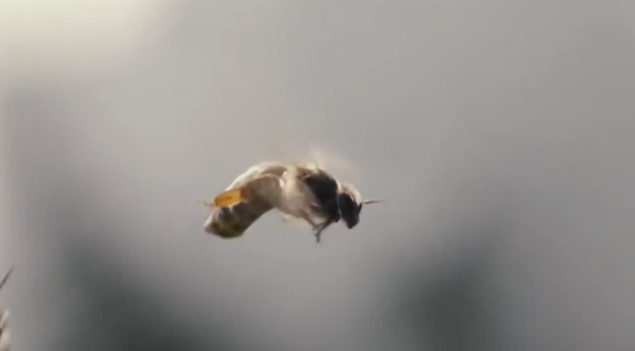 Γιατί αποκαλούμε κάποιους ανθρώπους “κηφήνες”