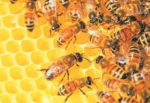 Η σκευωρία της κυψέλης: Θυσιάζοντας τις μέλισσες για να σωθούν οι υπεύθυνοι του σκανδάλου ΟΠΕΚΕΠΕ
