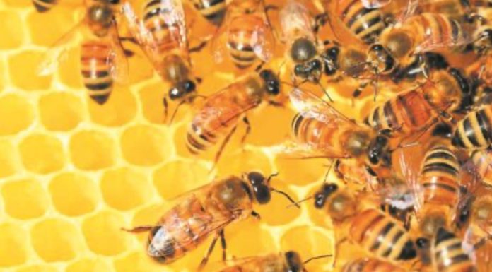 Η σκευωρία της κυψέλης: Θυσιάζοντας τις μέλισσες για να σωθούν οι υπεύθυνοι του σκανδάλου ΟΠΕΚΕΠΕ