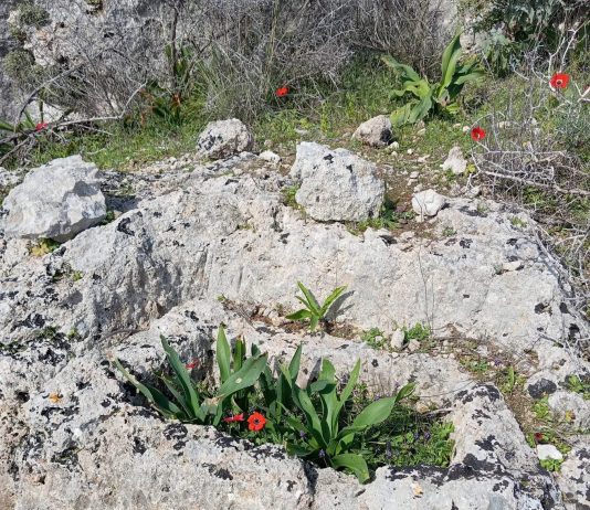 Αρχαίο μελισσοκομείο κοντά στην Παλιόπολη Κυθήρων